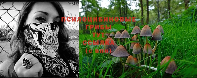 Псилоцибиновые грибы Cubensis  магазин  наркотиков  Лодейное Поле 